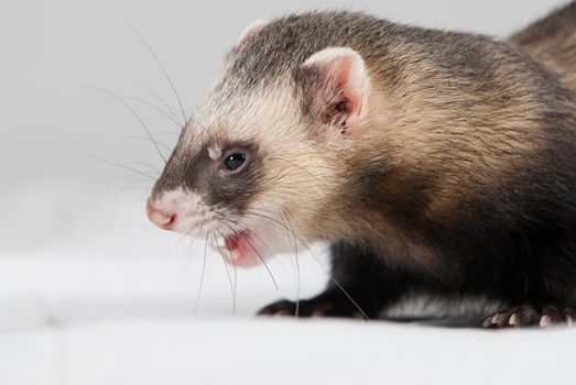 Polecat shoot made in studio on white background