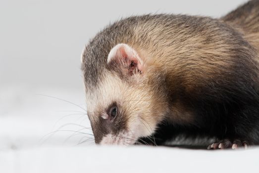 Polecat shoot made in studio on white background