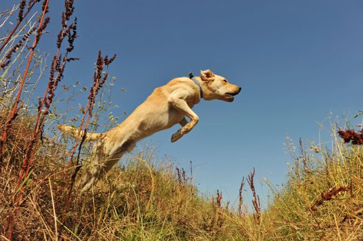 jumping purebred labrador retriever in a field in blue sky