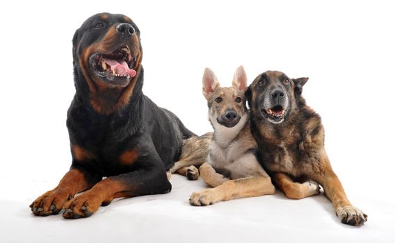 three purebred dogs: a rottweiler, an old malinois and a puppy slovakia wolf dog