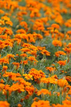 Many orange tagetes for the background.