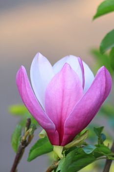 Close up of the pink magnolia flower