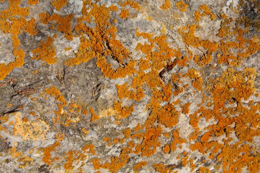 Close up of the yellow lichen on the rock