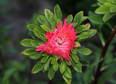 Close up of the pink aster flower