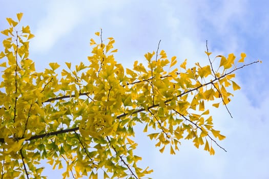 Yellow autumn leaves on Ginkgo biloba tree with blue sky background