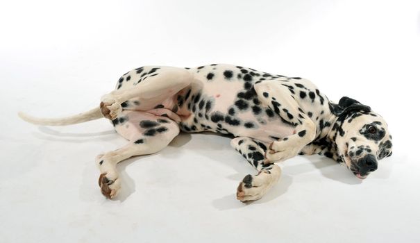 beautiful purebred dalmatian laid down on a white background