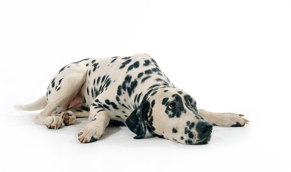 portrait of a purebred dalmatian lying down on a white background