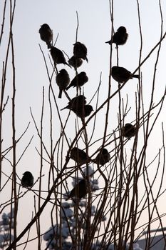 Birds in the bush, Erzurum city, Turkey.