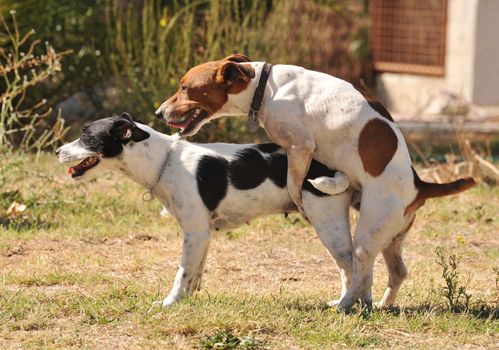 two purebred jack russel terrier making love in a garden