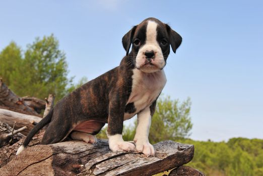 portrait of a cute puppy purebred boxer in nature