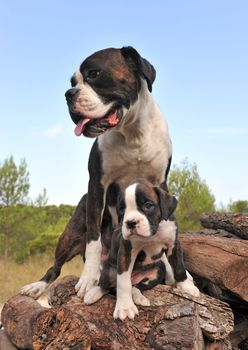 mother and her puppy purebred german boxer 