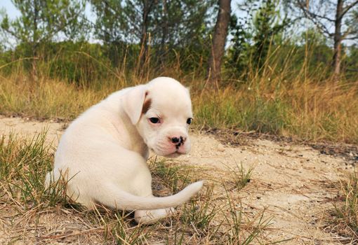 portrait of a puppy white bower in the nature