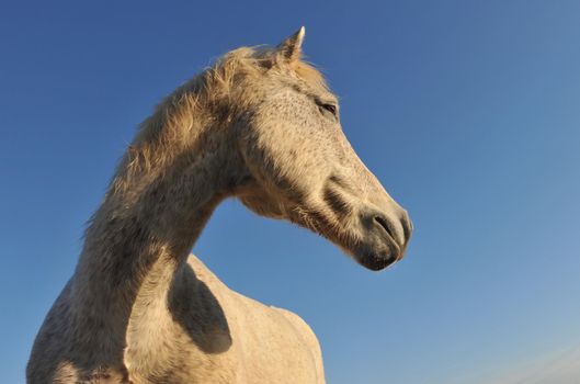 portrait of a purebred camargue horse on a morning sunlight