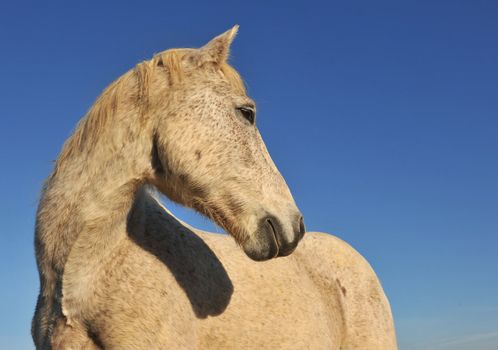 portrait of a purebred camargue horse on a morning sunlight