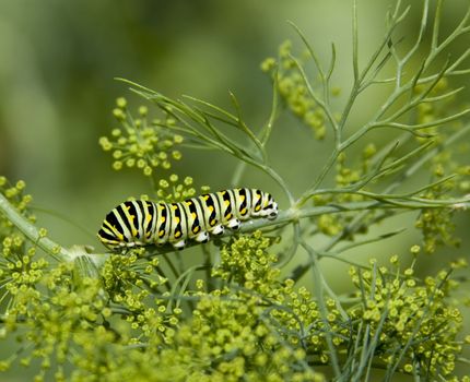 black swallowtail caterpillar (papilio polyxenes) on garden dill plant