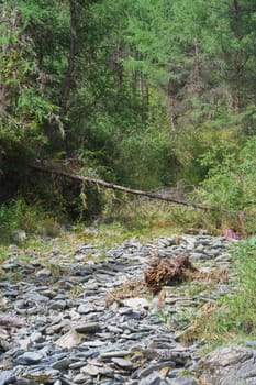 riverbed ih the forest
