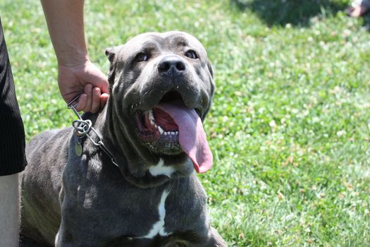 Close up of a Cane Corso dog.