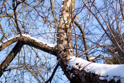 snow birch bole in winter day
