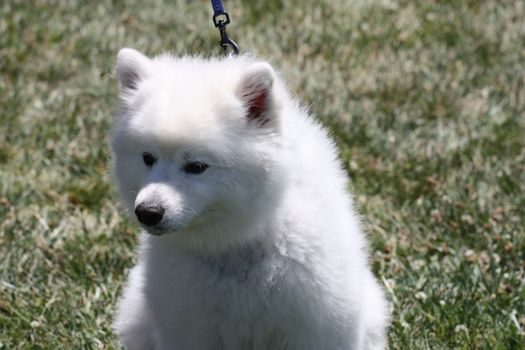 Close up of an American Eskimo dog.