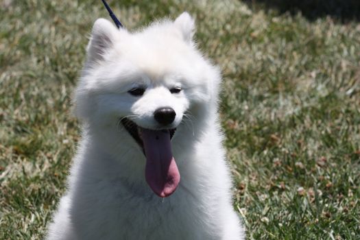 Close up of an American Eskimo dog.