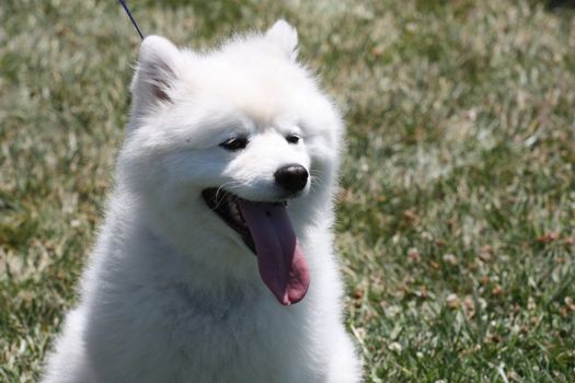 Close up of an American Eskimo dog.