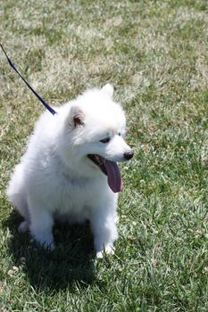 Close up of an American Eskimo dog.