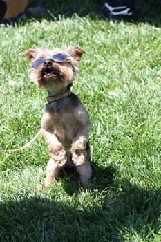 Close up of a Yorkshire Terrier dog.