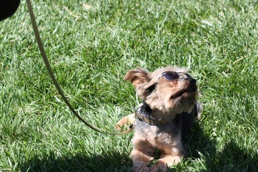 Close up of a Yorkshire Terrier dog.