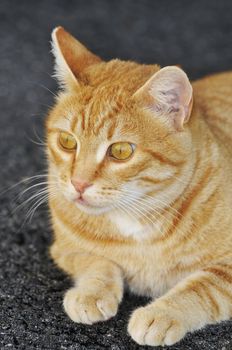 Close-up of red cats sitting on black asphalt 