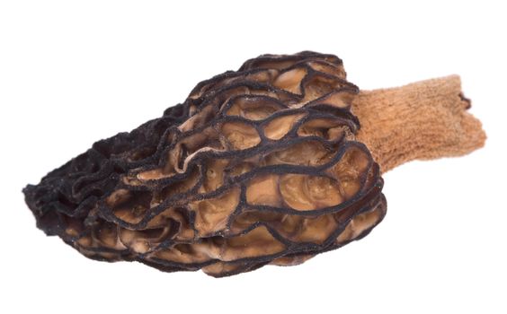 Mushroom morel photographed with increase