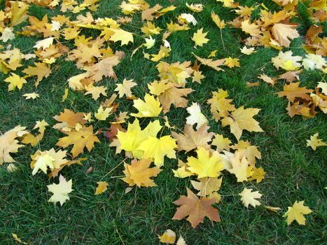 autumn maple foliage on green grass background