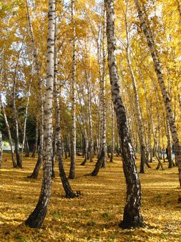 autumn birches and falled  yellow foliage in the park