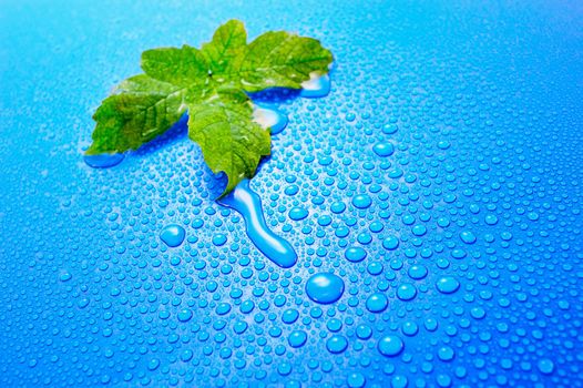 Green leaf on a dark blue background splashed with water drops