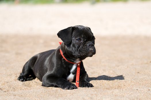 Black and white french bulldog puppy looking