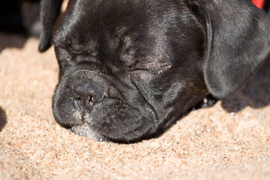 Black and white french bulldog puppy sleeping in sand