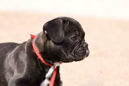 Black and white french bulldog puppy looking