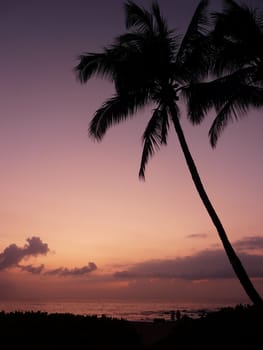 Silhouetted palm tree in a warm tropical sunset on Maui, Hawaii.
