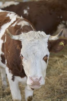 Brown and white cow in a farm