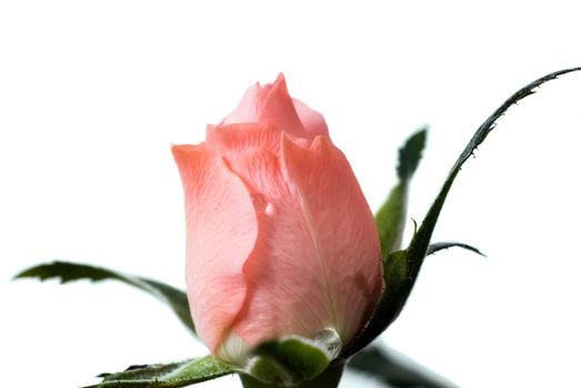 Macro view of a mini rose bud, isolated against a white background