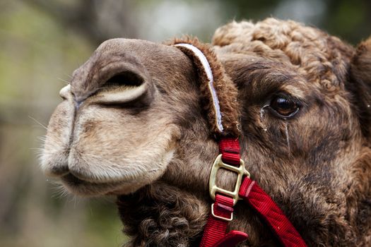 African Mongolian camel dromedary face in captivity with red rein.