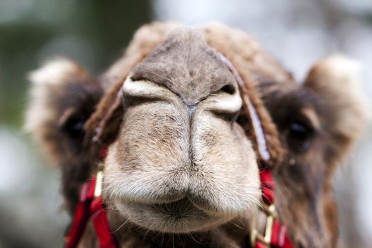 Funny closed nose and mouth of an African Mongolian camel dromedary face.