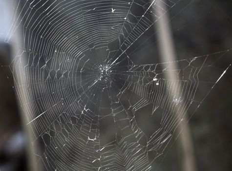 Web of a spider. A photo close up against a dark background.