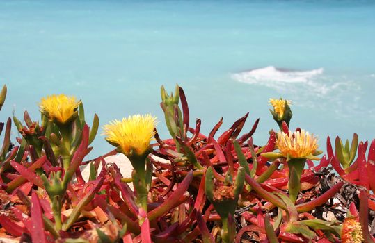 Wild flowers on the Mediterranean Seashore