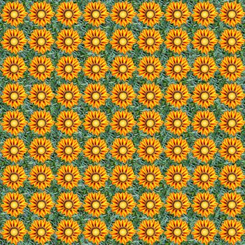 Seamless pattern made of gazania flowers. It's composable like tiles without visible connecting line between parts
