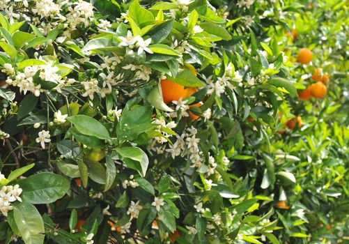 flowers of the orange blossom, fruits in the background. Focus on the flowers.