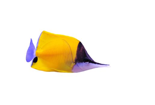 Yellow Longnose Butterflyfish (forcipiger flavissimus) on a white background