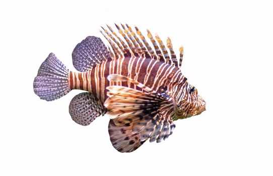 Red lionfish - Pterois volitans in front of a white background. 