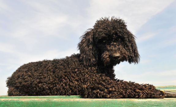 black little purebred poodle laid down on a green table