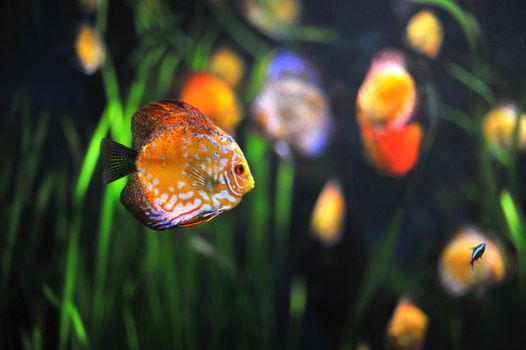 colorful tropical Symphysodon discus fish in an aquarium 