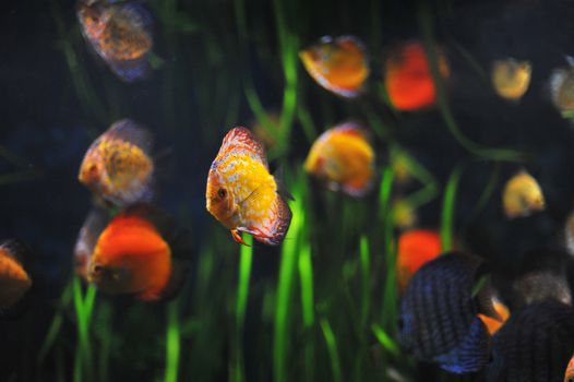 colorful tropical Symphysodon discus fishes in an aquarium 